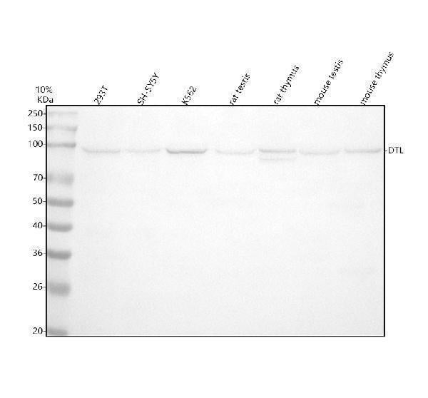 Anti-CDT2 Monoclonal Antibody
