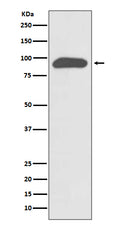 Western blot analysis of Chromogranin A expression in SH-SY5Y cell lysate.