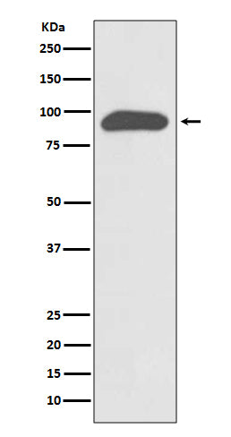 Western blot analysis of Chromogranin A expression in SH-SY5Y cell lysate.