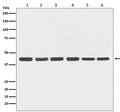 Western blot analysis of beta Actin expression in (1) Hela; (2)Human fetal kidney lysate; (3) 3T3 cell lysate; (4) PC-12 cell lysate; (5) COS-1 cell lysate; (6) Goat muscle lysate.