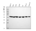 Anti-beta Actin ACTB Rabbit Monoclonal Antibody