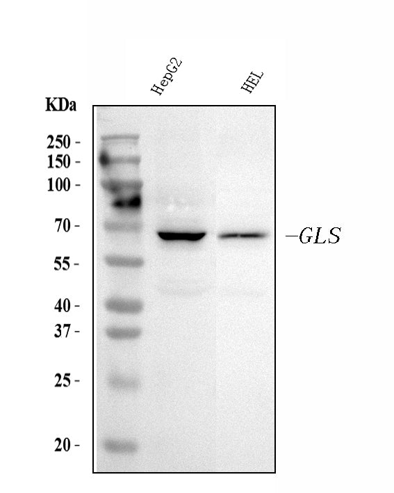 Anti-Glutaminase/GLS Antibody Picoband® (monoclonal, 9G6)