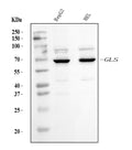 Anti-Glutaminase/GLS Antibody Picoband® (monoclonal, 3G13)