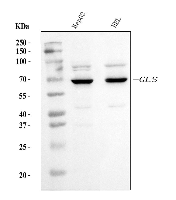 Anti-Glutaminase/GLS Antibody Picoband® (monoclonal, 3G13)