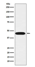 Western blot analysis of LIS1 expression in SH-SY5Y cell lysate.