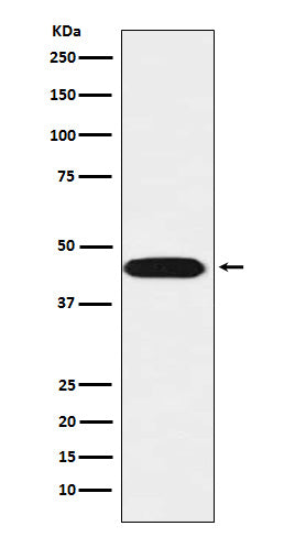 Western blot analysis of LIS1 expression in SH-SY5Y cell lysate.