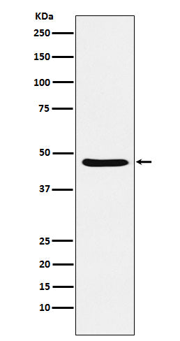 Western blot analysis of Dopamine Receptor D3 expression in SH-SY5Y cell lysate.