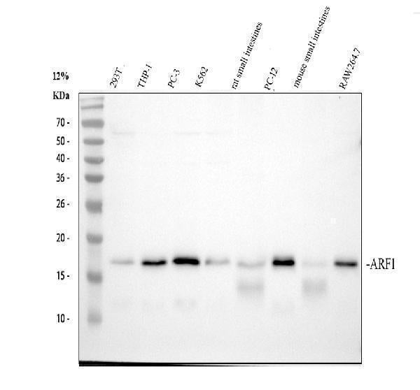 Anti-ARF1 Rabbit Monoclonal Antibody