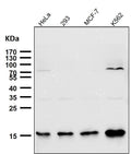 Anti-Sumo2/3 Rabbit Monoclonal Antibody