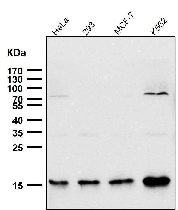 Anti-Sumo2/3 Rabbit Monoclonal Antibody