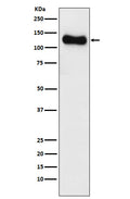 Western blot analysis of SAP97 expression in SH-SY5Y cell lysate.