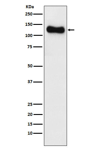 Western blot analysis of SAP97 expression in SH-SY5Y cell lysate.