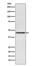 Western blot analysis of Pax2 expression in Human fetal kidney lysate.