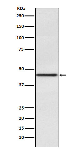 Western blot analysis of Pax2 expression in Human fetal kidney lysate.