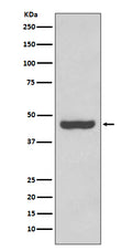 Western blot analysis of PAX2 expression in Human fetal kidney lysate.