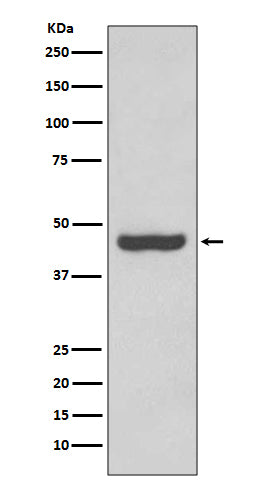 Western blot analysis of PAX2 expression in Human fetal kidney lysate.