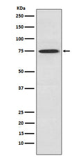 Anti-PKC theta Rabbit Monoclonal Antibody