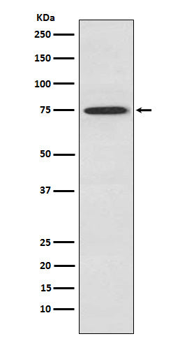 Anti-PKC theta Rabbit Monoclonal Antibody