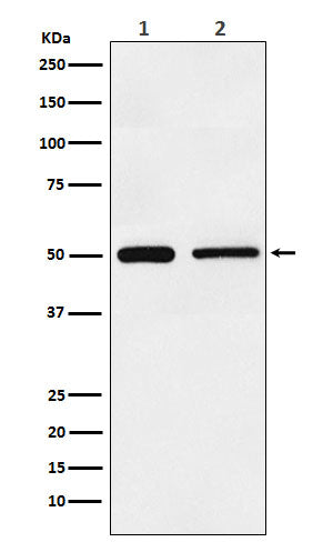 Western blot analysis of TIM 1 expression in (1) HeLa cell lysate; (2) NIH/3T3 cell lysate.