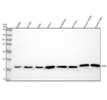 Anti-Cyclophilin A PPIA Rabbit Monoclonal Antibody
