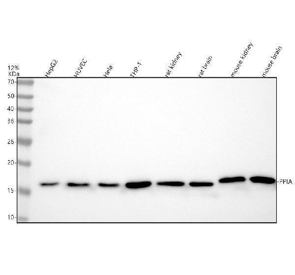 Anti-Cyclophilin A PPIA Rabbit Monoclonal Antibody