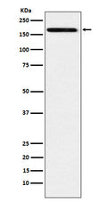 Western blot analysis of IL17A Receptor expression in Raji cell lysate.