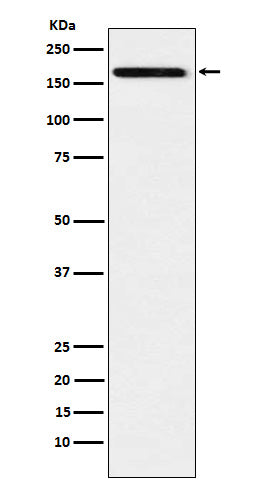 Western blot analysis of IL17A Receptor expression in Raji cell lysate.
