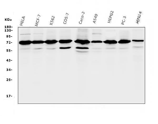 Anti-RPA70 RPA1 Antibody Picoband® (monoclonal, 11H4)