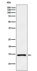 Western blot analysis of ANP expression in PC3 cell lysate.