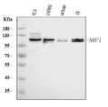 Anti-Neuropilin 1 Antibody Picoband® (monoclonal, 4G3F7)