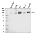 Anti-Neuropilin 1 Antibody Picoband® (monoclonal, 8G6G7)