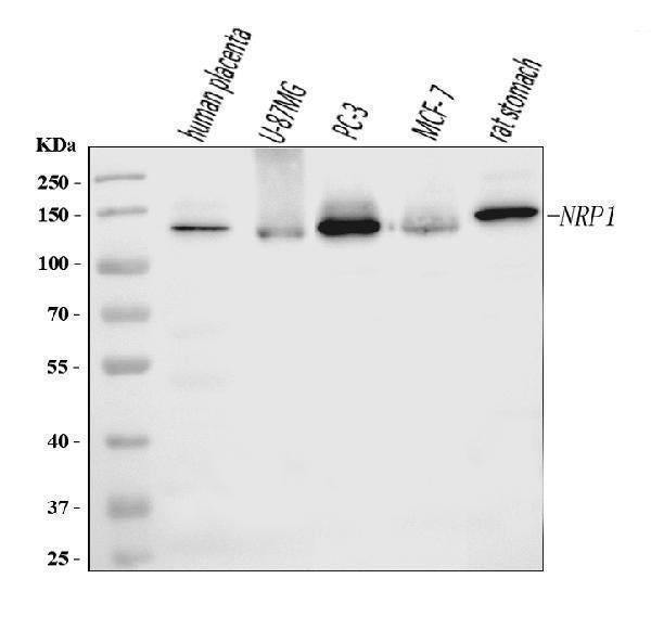 Anti-Neuropilin 1 Antibody Picoband® (monoclonal, 8G6G7)