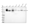 Anti-Neuropilin 1 NRP1 Rabbit Monoclonal Antibody