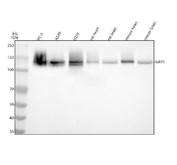 Anti-Neuropilin 1 NRP1 Rabbit Monoclonal Antibody