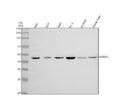 Anti-NDRG1 Monoclonal Antibody