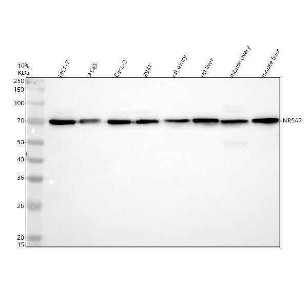 Anti-NR5A2/Lrh 1 Rabbit Monoclonal Antibody