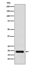 Western blot analysis of NM23 expression in MCF7 cell lysate.