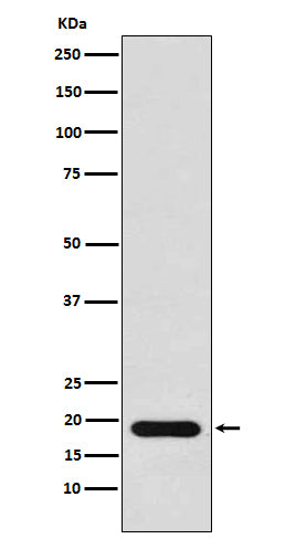 Western blot analysis of NM23 expression in MCF7 cell lysate.
