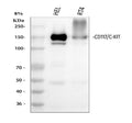 Anti-c-Kit Rabbit Monoclonal Antibody