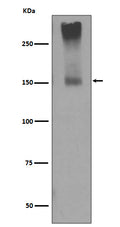 Western blot analysis of GRM5 expression in mouse brain lysate.