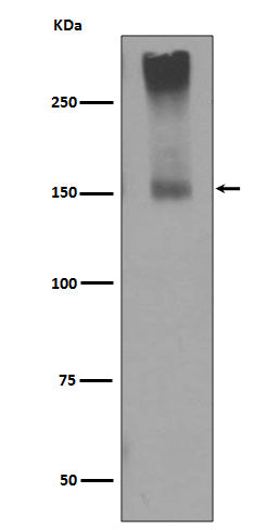 Western blot analysis of GRM5 expression in mouse brain lysate.
