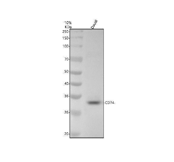 Anti-CD74 Rabbit Monoclonal Antibody