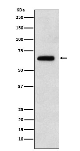 Western blot analysis of EBF1 expression in Raji cell lysate.