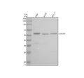 Anti-Cdc25C Rabbit Monoclonal Antibody