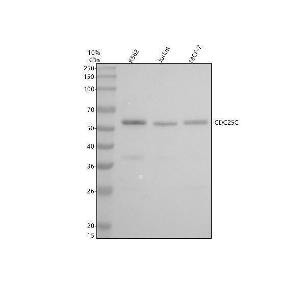 Anti-Cdc25C Rabbit Monoclonal Antibody