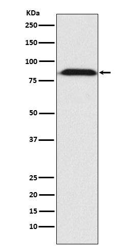 Western blot analysis of Furin expression in HepG2 cell lysate.