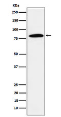 Western blot analysis of DBF4 expression in Jurkat cell lysate.