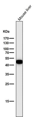 All lanes use the Antibody at 1:3K dilution for 1 hour at room temperature.