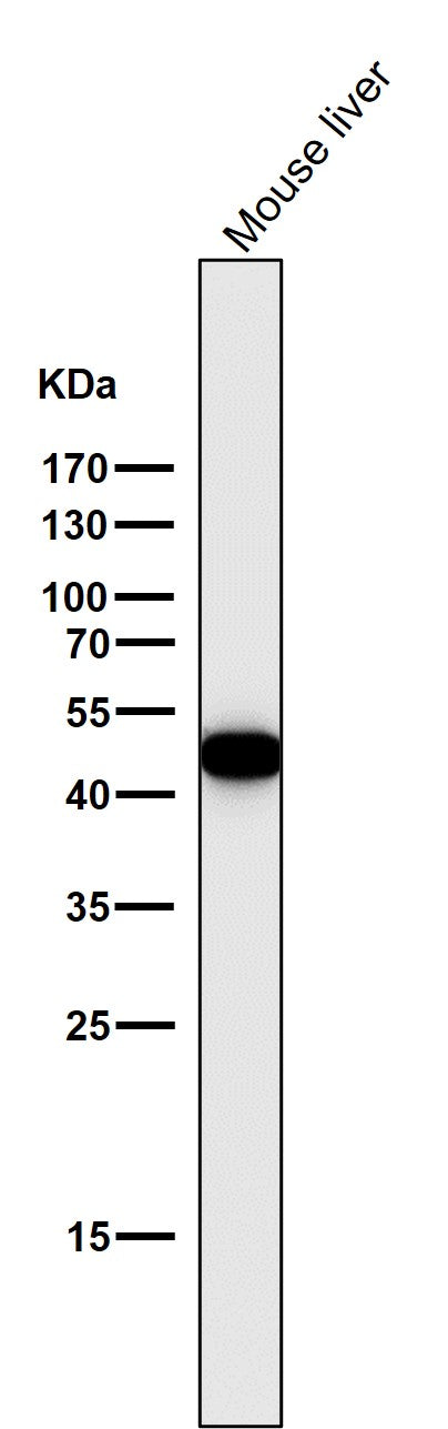 All lanes use the Antibody at 1:3K dilution for 1 hour at room temperature.