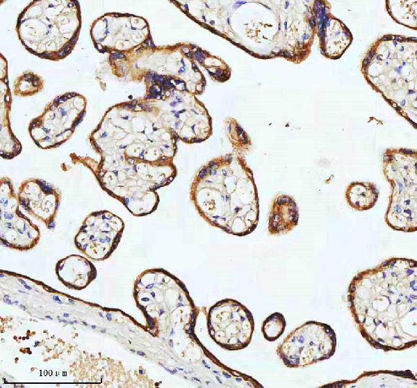 Anti-Cytokeratin 18 Krt18 Rabbit Monoclonal Antibody